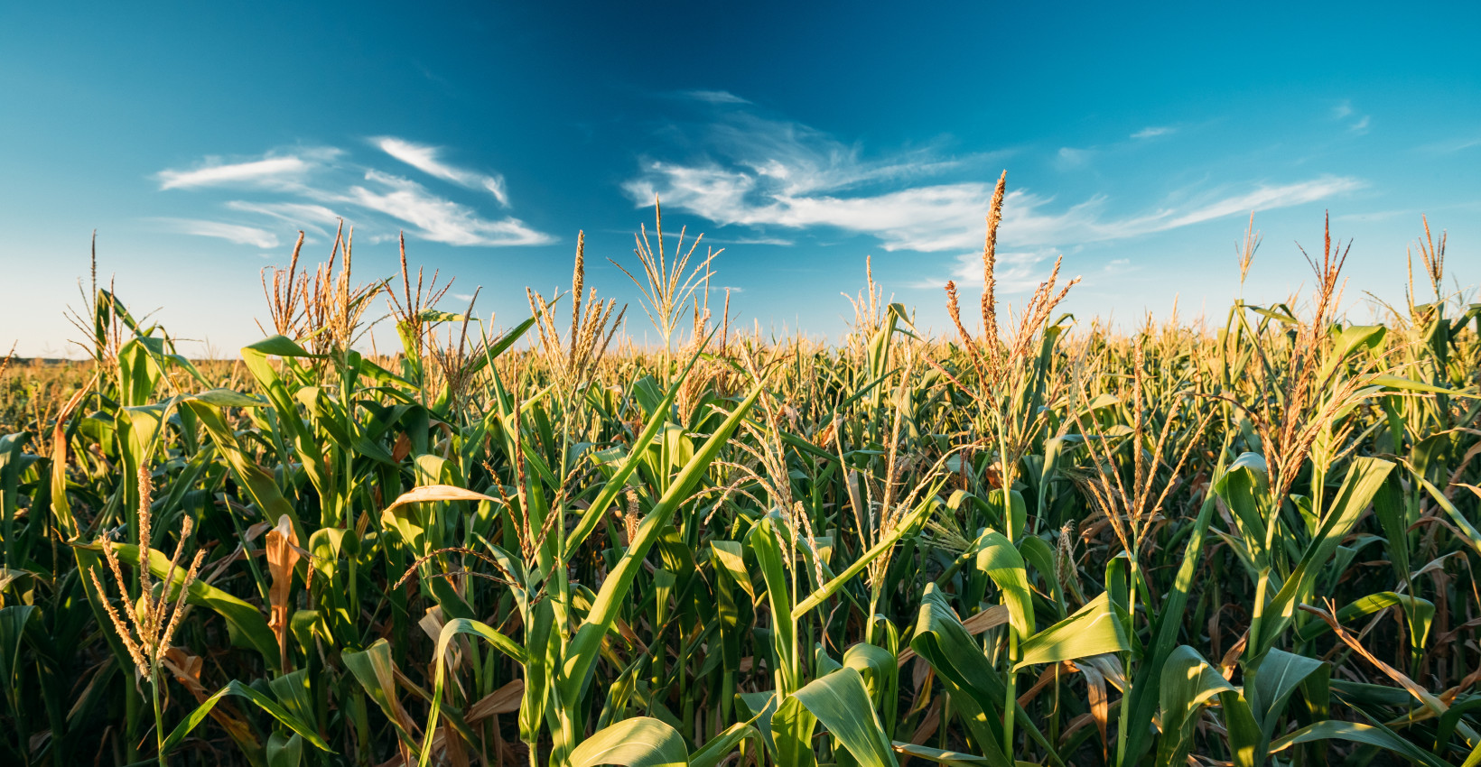 billboard-corn-field-ag Thumbnail