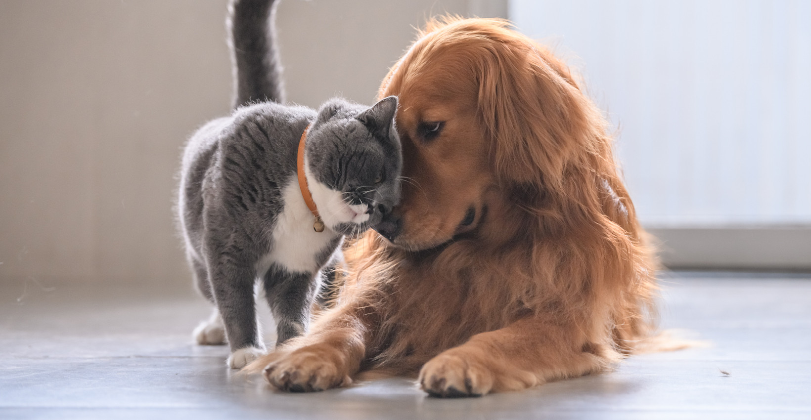 A cat and dog giving each other some love.
