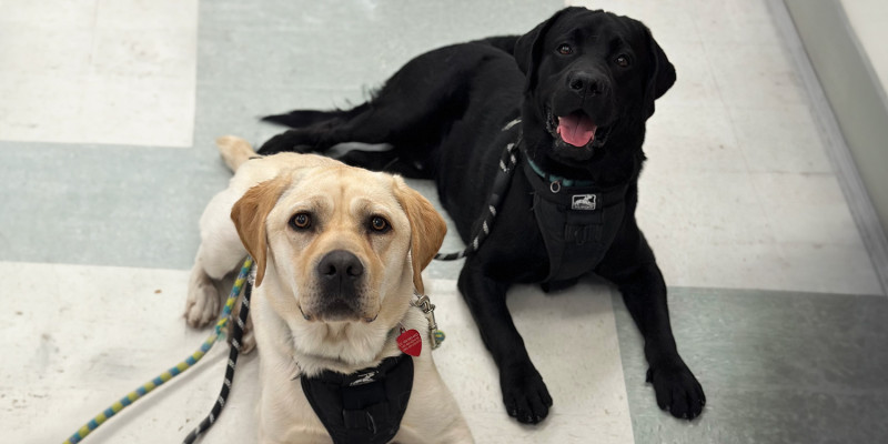 two cute dogs