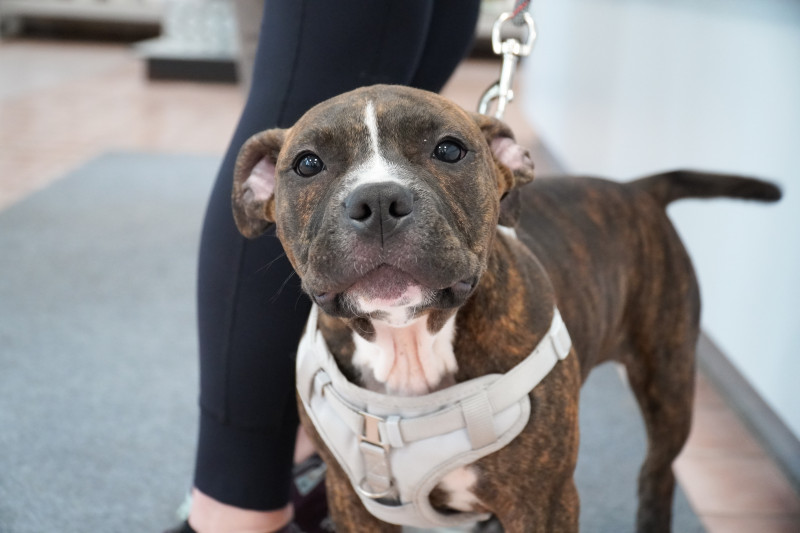 Henry the brindle staffy dog