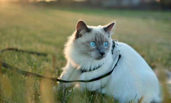 Luna Lovegood Stous, the second-best Balinese cat in the world
