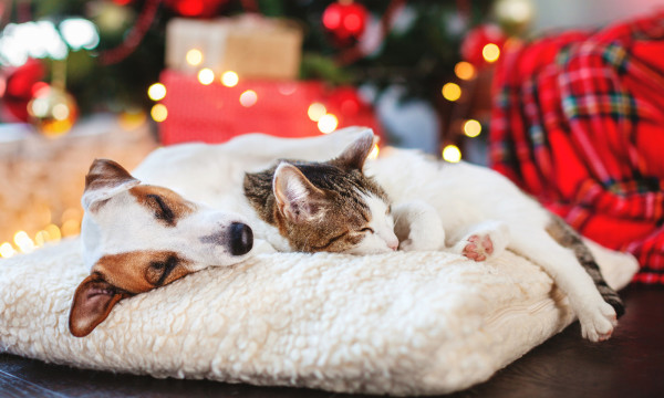 a dog and a cat cuddle together on a fluffy bed near a christmas tree